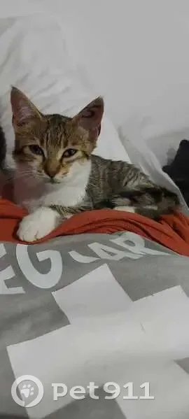 Chaton trouvé à Lecci, besoin d'aide urgente - photo