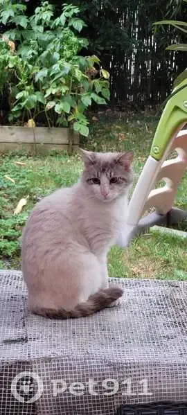 Chat mâle crème/gris trouvé à Bezons - photo
