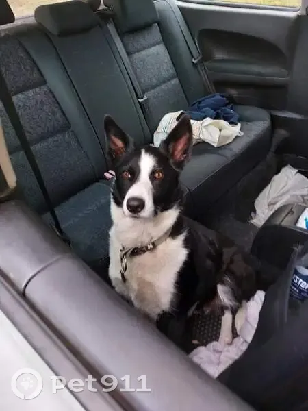 Chien Simba Disparu à Montclar, Aidez SVP - photo