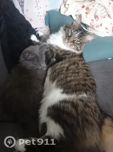 Chat perdu : Sacha, craintif mais affectueux - photo