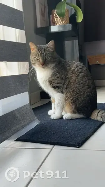 Chat tigré gris Fanfan disparu à Bétheniville - photo