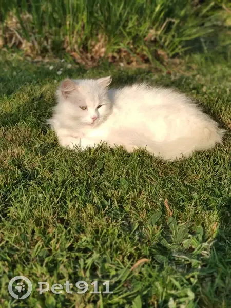 Chatte blanche disparue à Laillé - photo