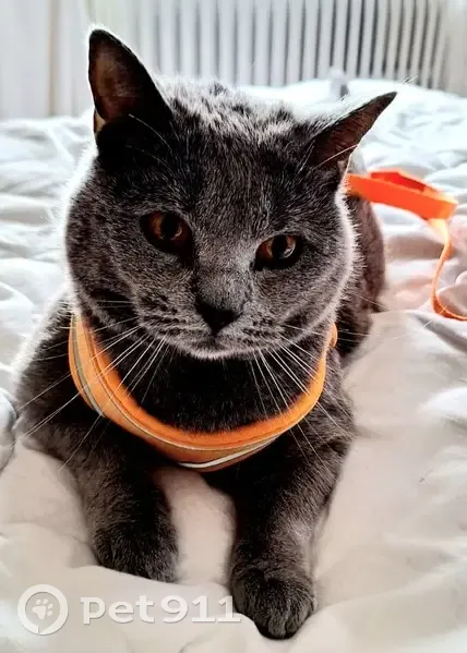 Chat sociable perdu à Sainte-Marie-aux-Chênes - photo
