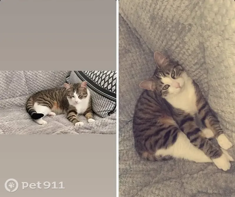 Chat disparu Garçon, Douai (fl524600) - photo