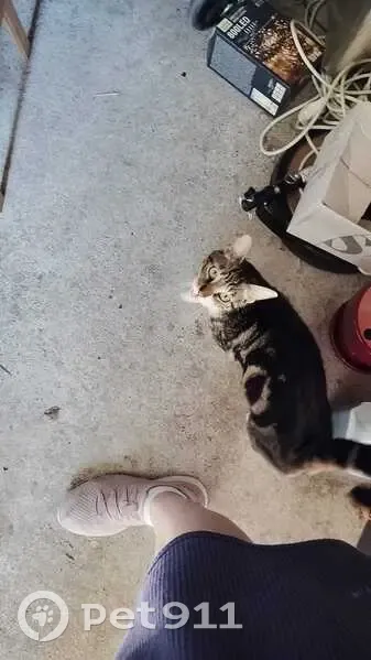 Chat tigré marron et blanc disparu à Somain - photo