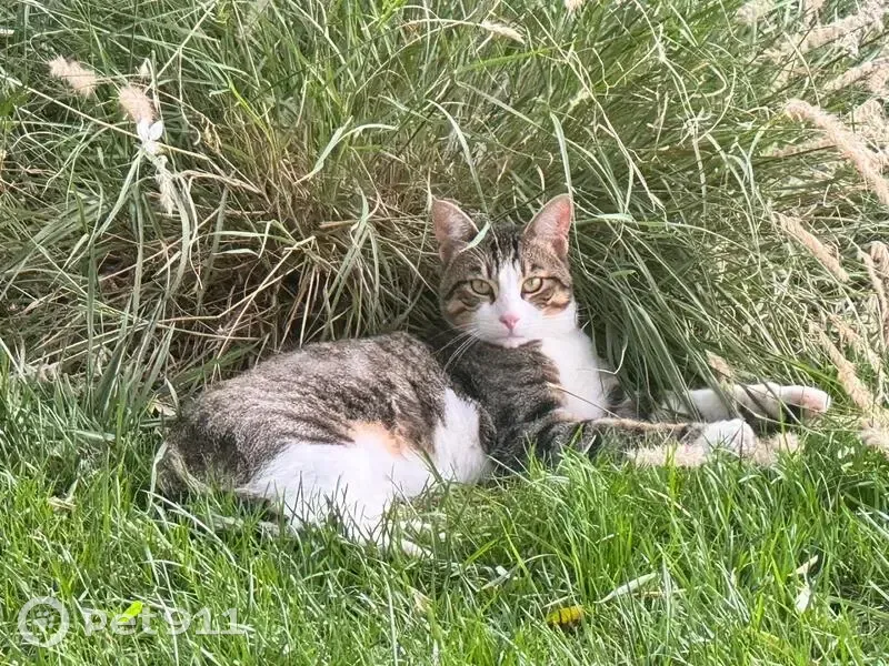Jeune chat tigré trouvé Chemin de Licard, Toulouse - photo