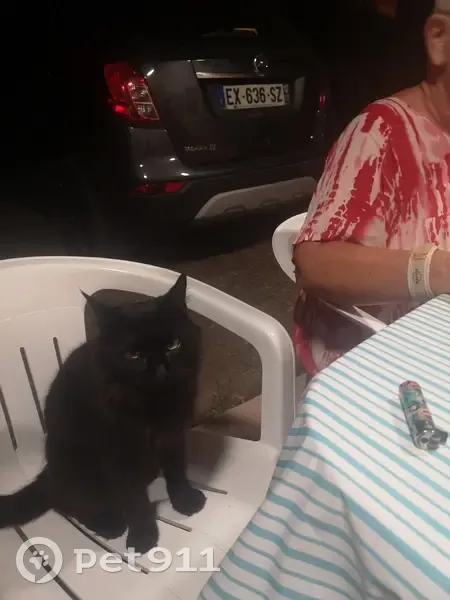 Chatte noire trouvée à Cargèse, Corse - photo