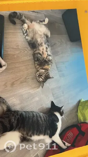 Chatte Nala disparue à Beaumont, aide SVP - photo