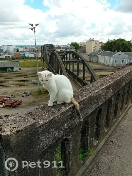 Chat blanc miaule, trouvé Av. Montjovis, Limoges - photo