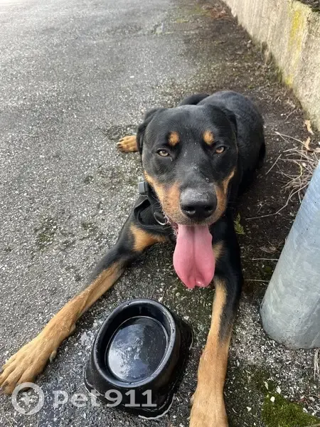Jeune Beauceron trouvé avec collier GPS à Noueilles - photo