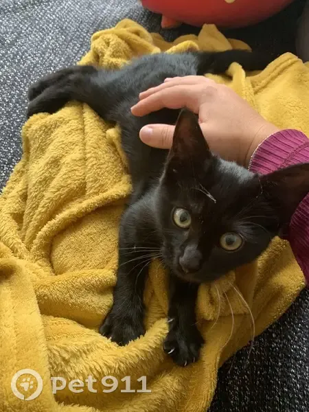 Chaton noir yeux verts trouvé à Rennes - photo