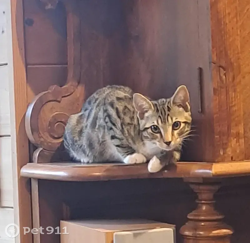 Chaton trouvé à La Doye, Les Rousses - photo
