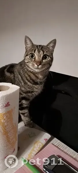 Chatte tigrée disparue à Bresse Vallons - photo