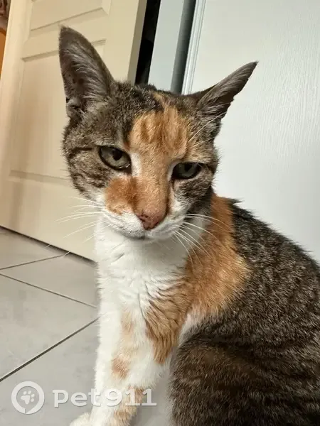 Chatte isabelle sourde perdue à Argentat - photo