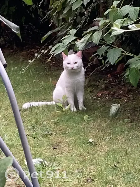 Chat errant trouvé à Beauchamp, contactez-nous - photo