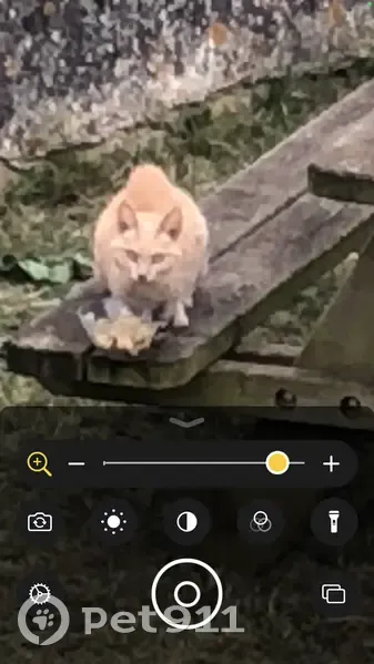Chat roux/crème trouvé, rue Dr Jacques Pujos - photo