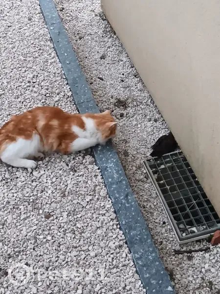 Chat roux et blanc perdu à Brussieu - photo