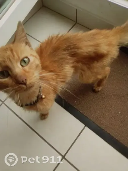 Chat roux trouvé, clinique Val de l'Aurence - photo