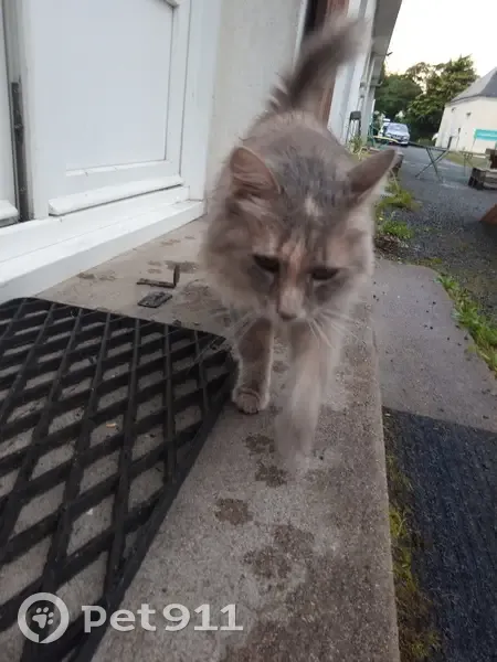 Chat à poil long trouvé, cherche câlins - photo