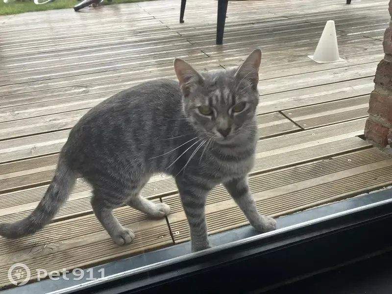 Chat tigré gris trouvé à Vieux-Berquin - photo