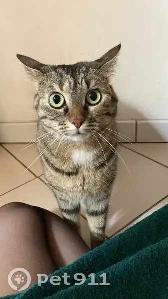 Chat tigré femelle de 3 ans disparu à Chelles - photo