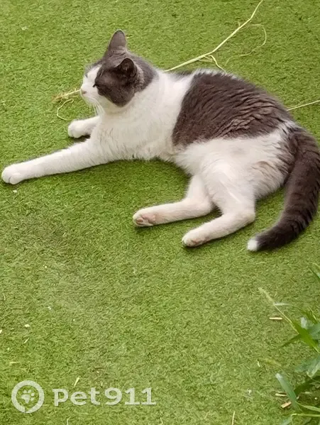Chat trouvé à Cagnes-sur-Mer, avenue Verdun - photo