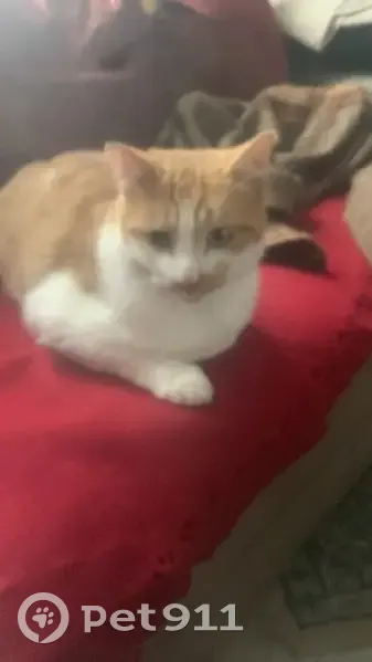 Chat Européen Roux et Blanc Disparu à Pontault - photo