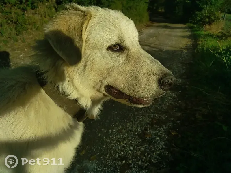 Chien blanc crème trouvé sur D522 Courtenay - photo