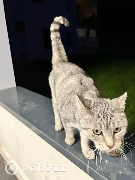 Chat tigré blessé trouvé à Nantes - photo