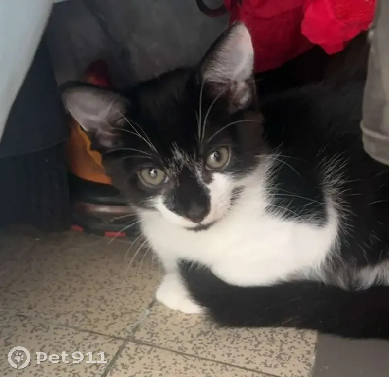 Chaton de 3 mois retrouvé pétrifié à Irigny - photo