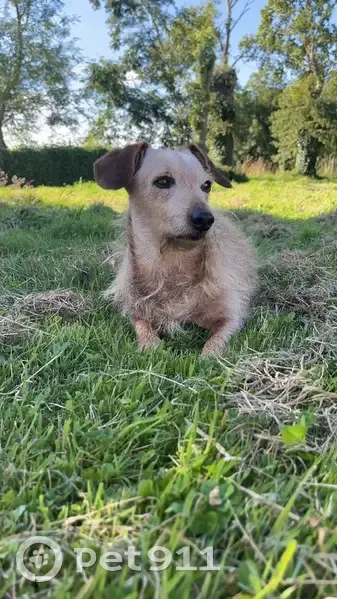 Teckel marron 13 ans perdu à Moncoutant - photo