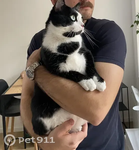 Chat mâle noir et blanc perdu à Lille - photo