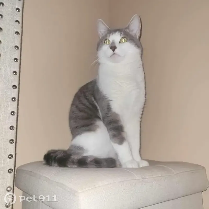 Jeune chat blanc et gris disparu à Toulon - photo
