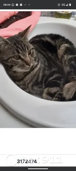 Chat européen tigré noir/marron perdu à Épône - photo