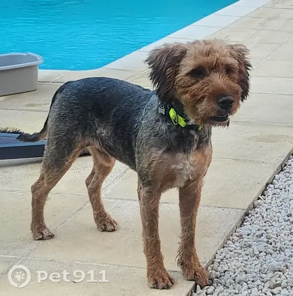 Chien disparu : Pépin, fox-terrier craintif - photo