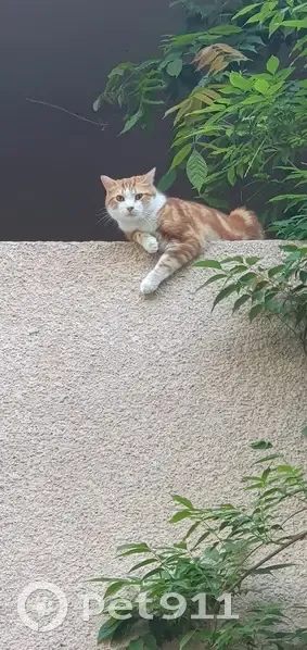 Chat perdu : Pickle, mâle roux et blanc, Roanne - photo