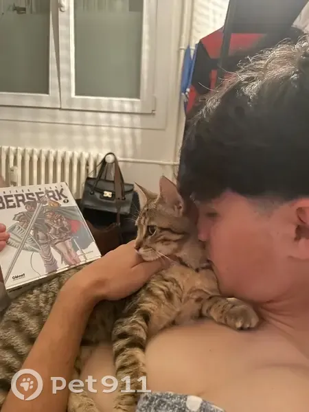 Chatte tigrée perdue à Villeurbanne - photo