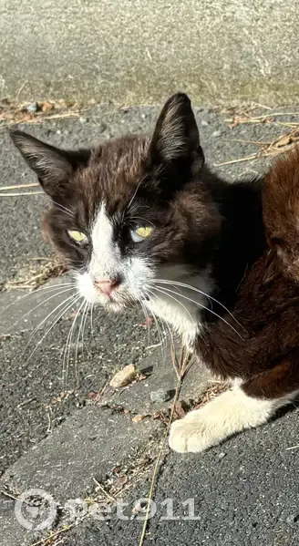Chat trouvé rue des Verdiers, St-Macaire-en-Mauges - photo