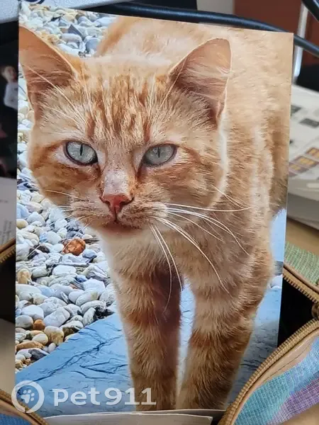 Chat perdu : TYROUROU, roux tigré, 3 ans - photo