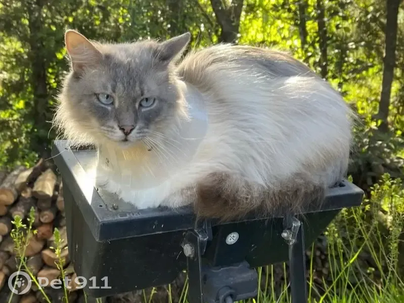 Chat perdu à Vence : gris clair, yeux bleus - photo