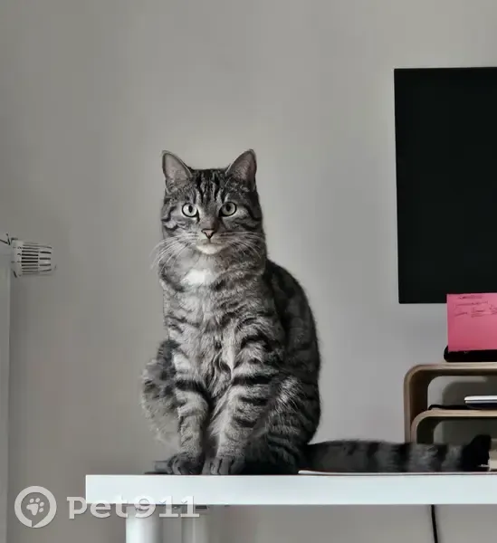 Chat tigré perdu à Ferney-Voltaire - photo