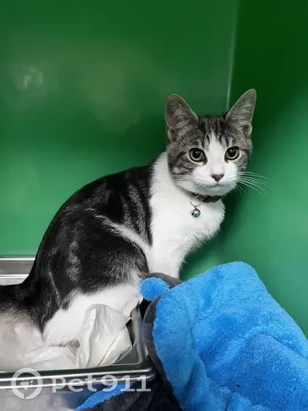 Chat mâle tigré trouvé Rue Capitaine Guiraud - photo