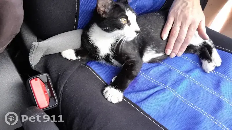 Chaton noir et blanc perdu à Dinard - photo