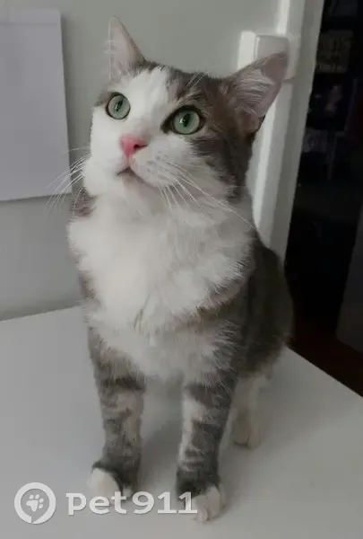 Chat européen gris-blanc perdu à Ménilmontant - photo