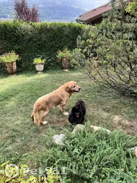 Chien disparu à Champlan, vieux et sourd - photo