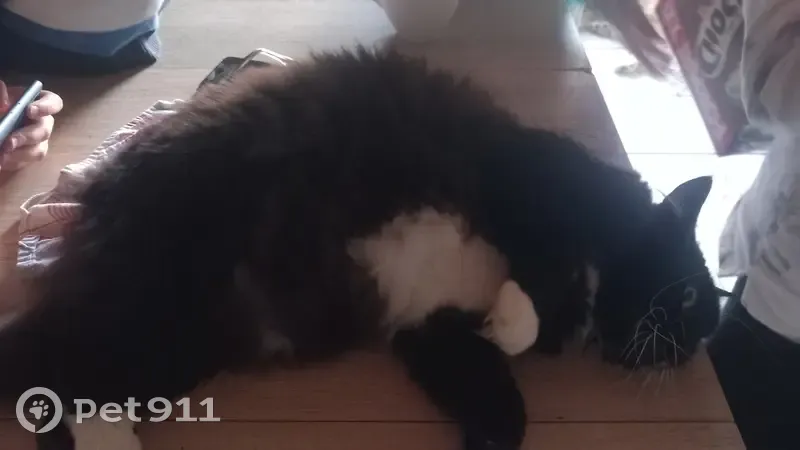 Chat européen noir et blanc perdu à Vieux-Lixheim - photo