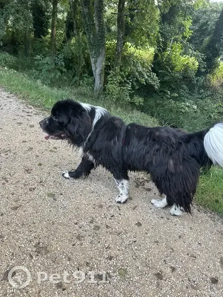 Chien trouvé Avenue de Chambéry à Challes - photo