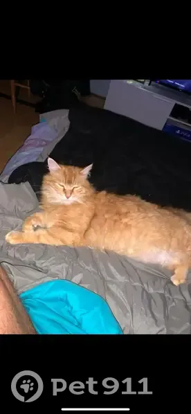 Chat perdu : Nougat, tatoué, Arçay (18340) - photo
