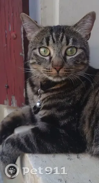 Chatte tigrée Luna perdue à Germigny - photo