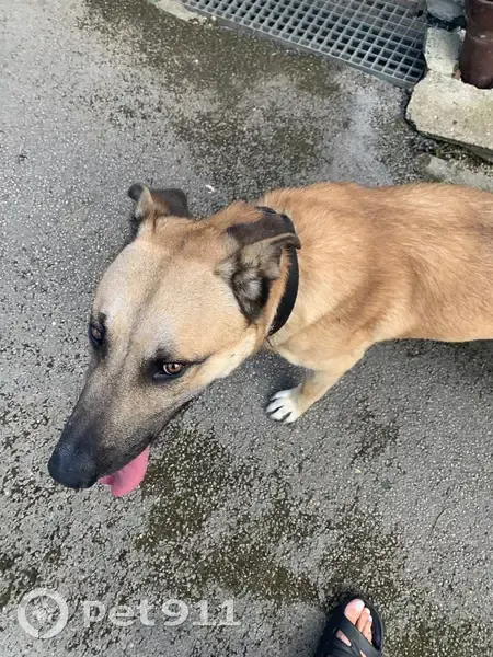 Chien jaune fatigué avec GPS trouvé à Châtillon - photo